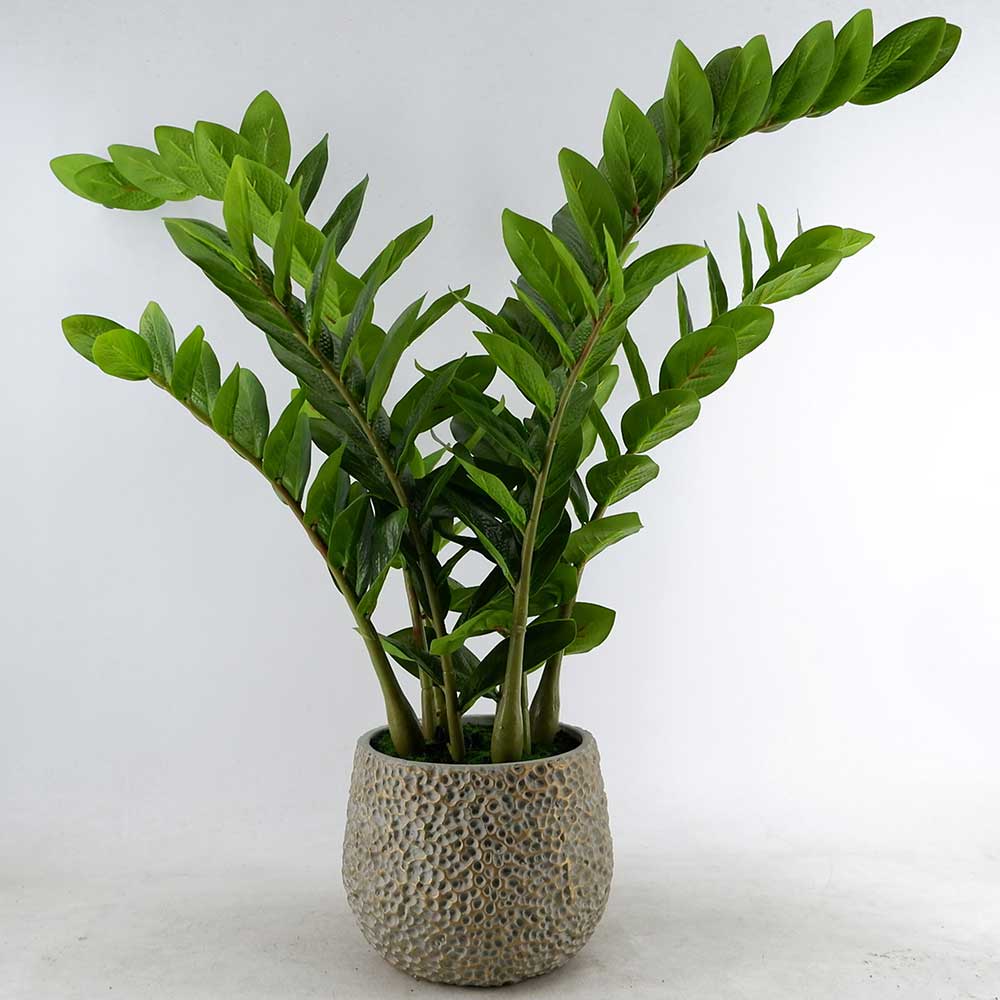 MC22-12092P 27＂H Zamioculcas