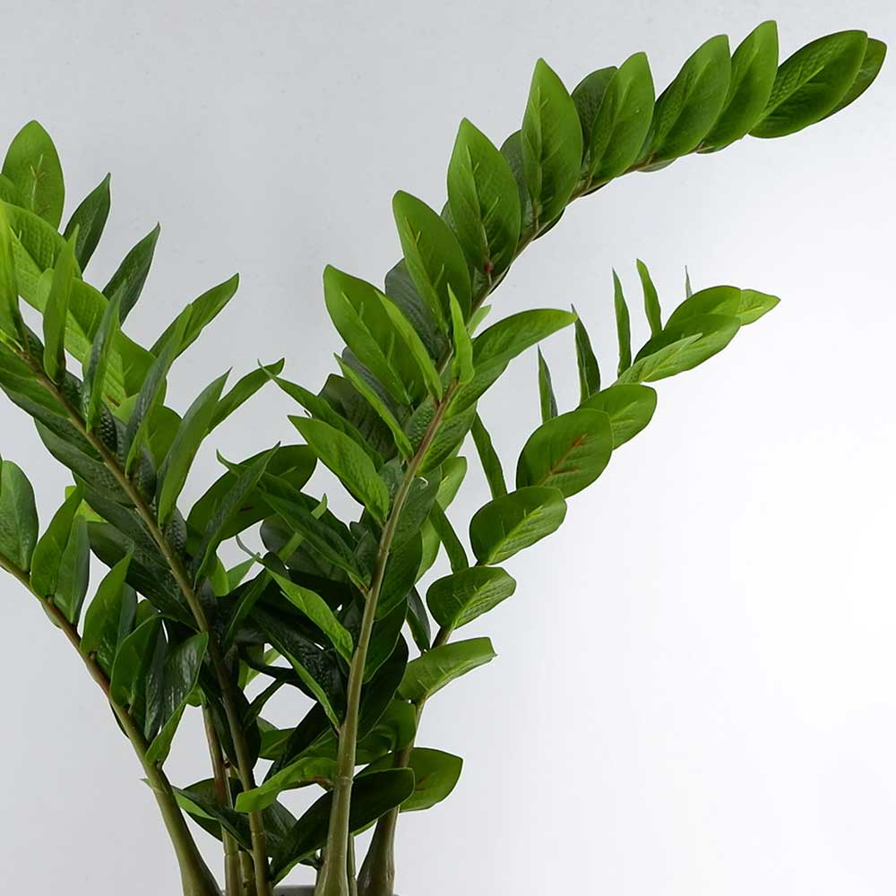 MC22-12092P 27＂H Zamioculcas