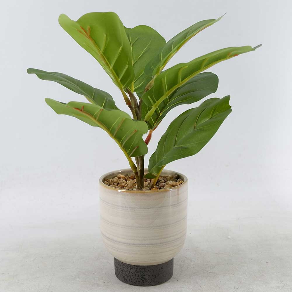 MC22-12113P 13＂H Ficus lyrata