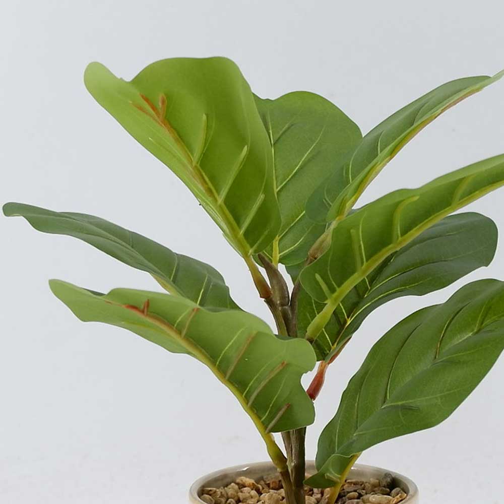 MC22-12113P 13＂H Ficus lyrata