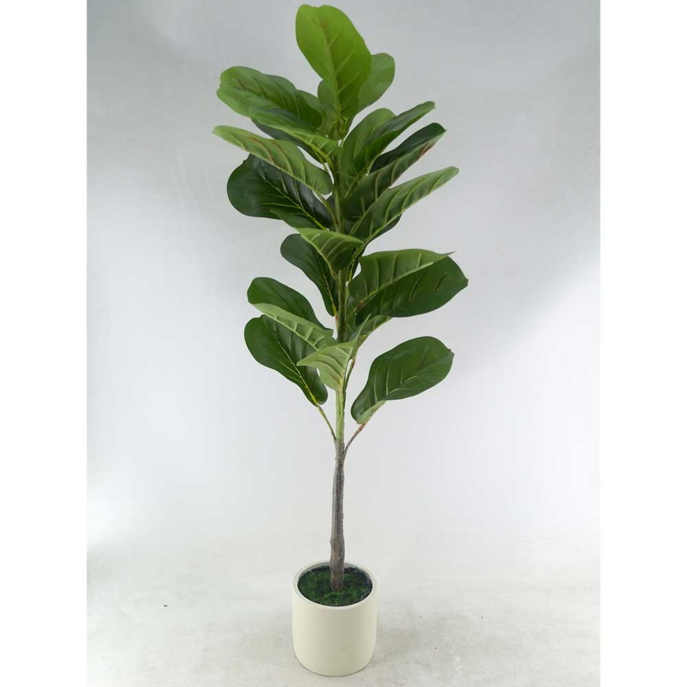 MC22-12459S 39.5＂H Ficus lyrata