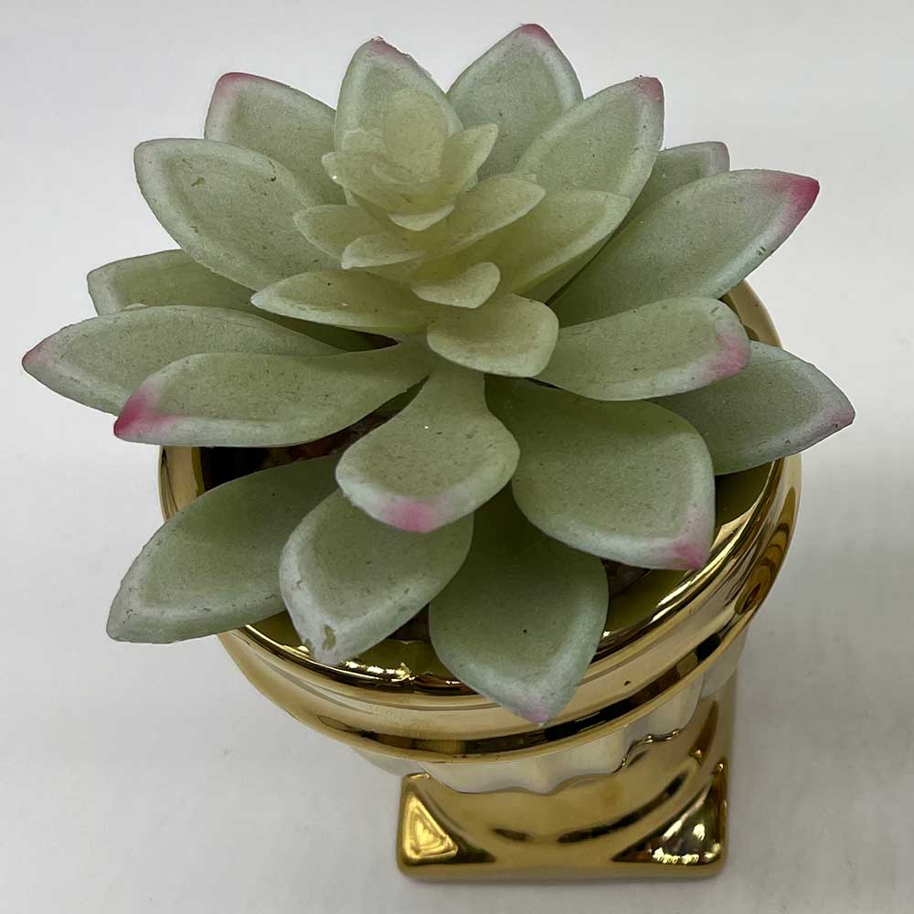 MC3846 Succulent