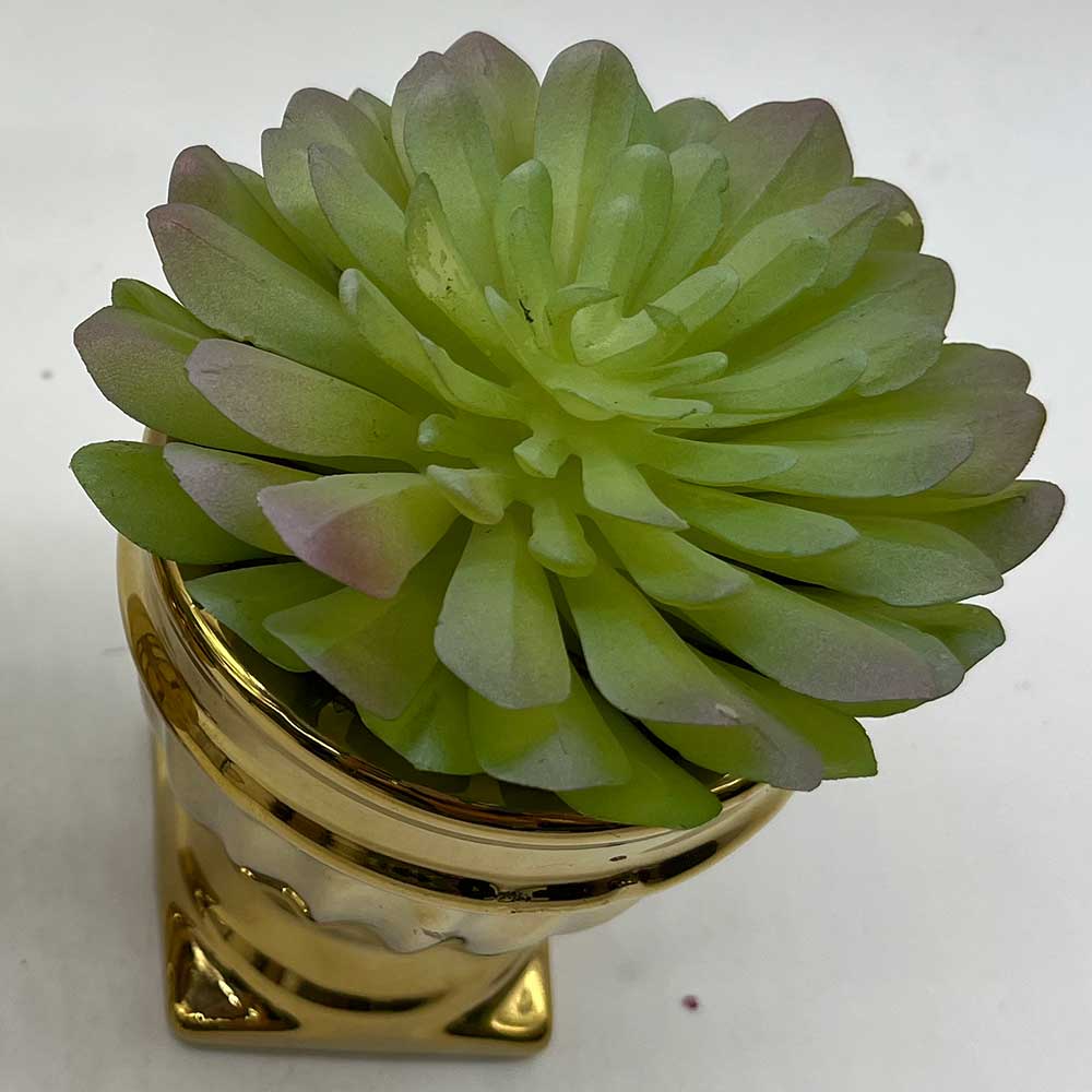 MC3847 Succulent