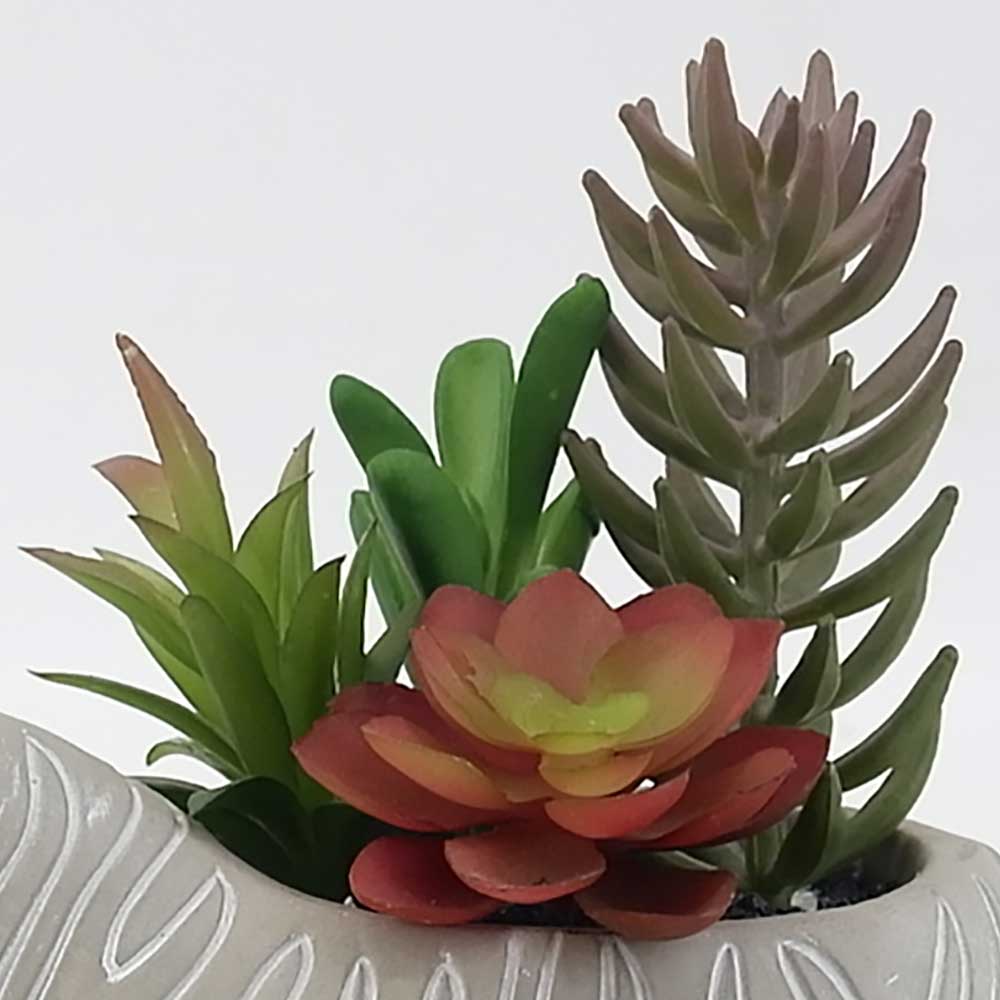 MC19-7560S 8＂H Succulent