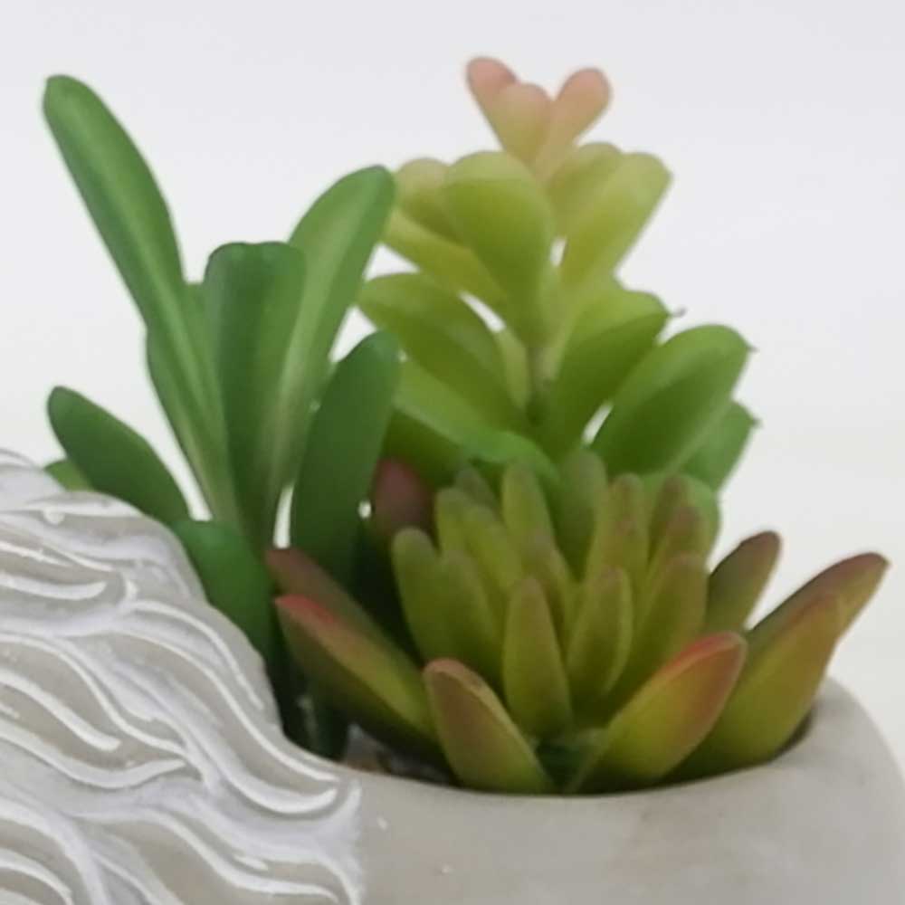 MC19-7561S 5.5＂H Succulent