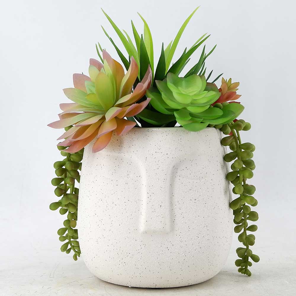 MC20-8798P 10＂H Mixed succulent