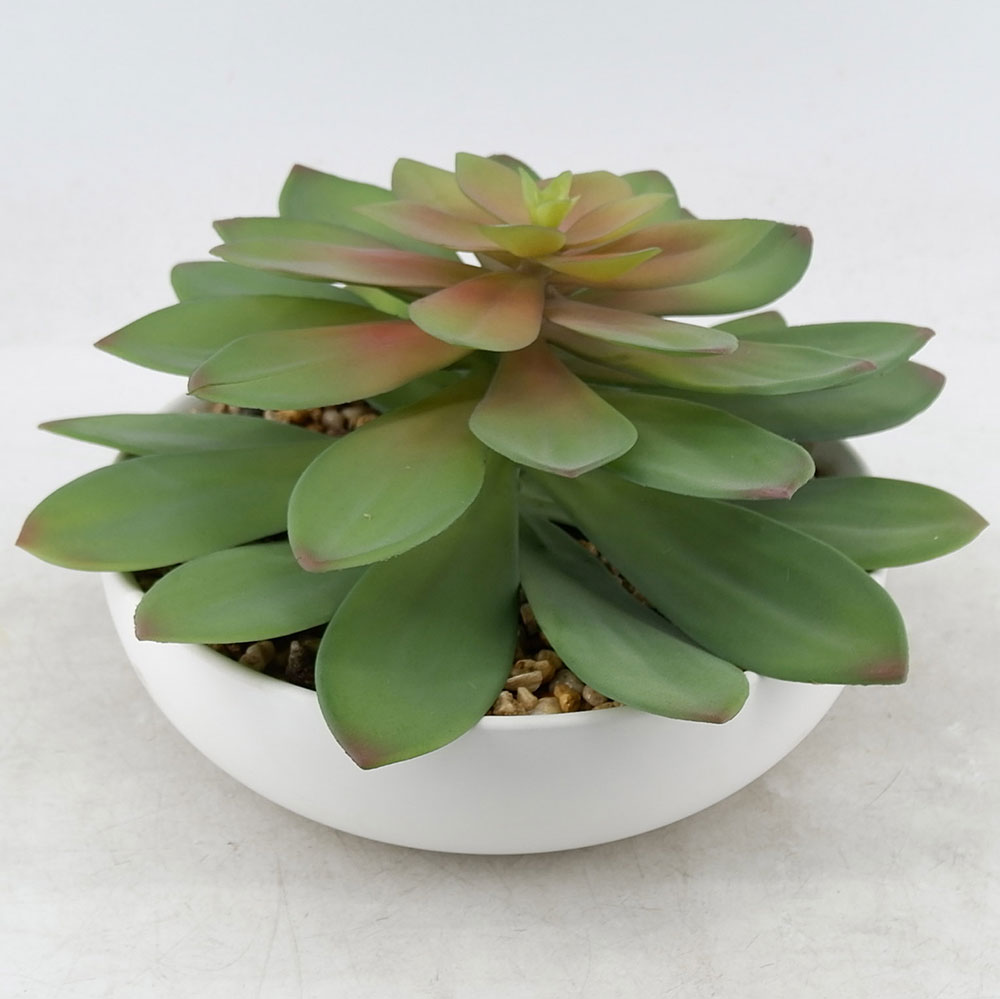 MC21-10563P 8＂H Succulent