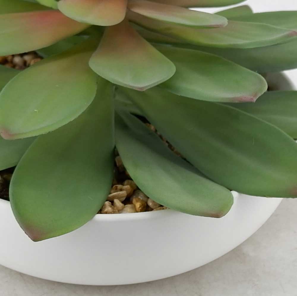 MC21-10563P 8＂H Succulent