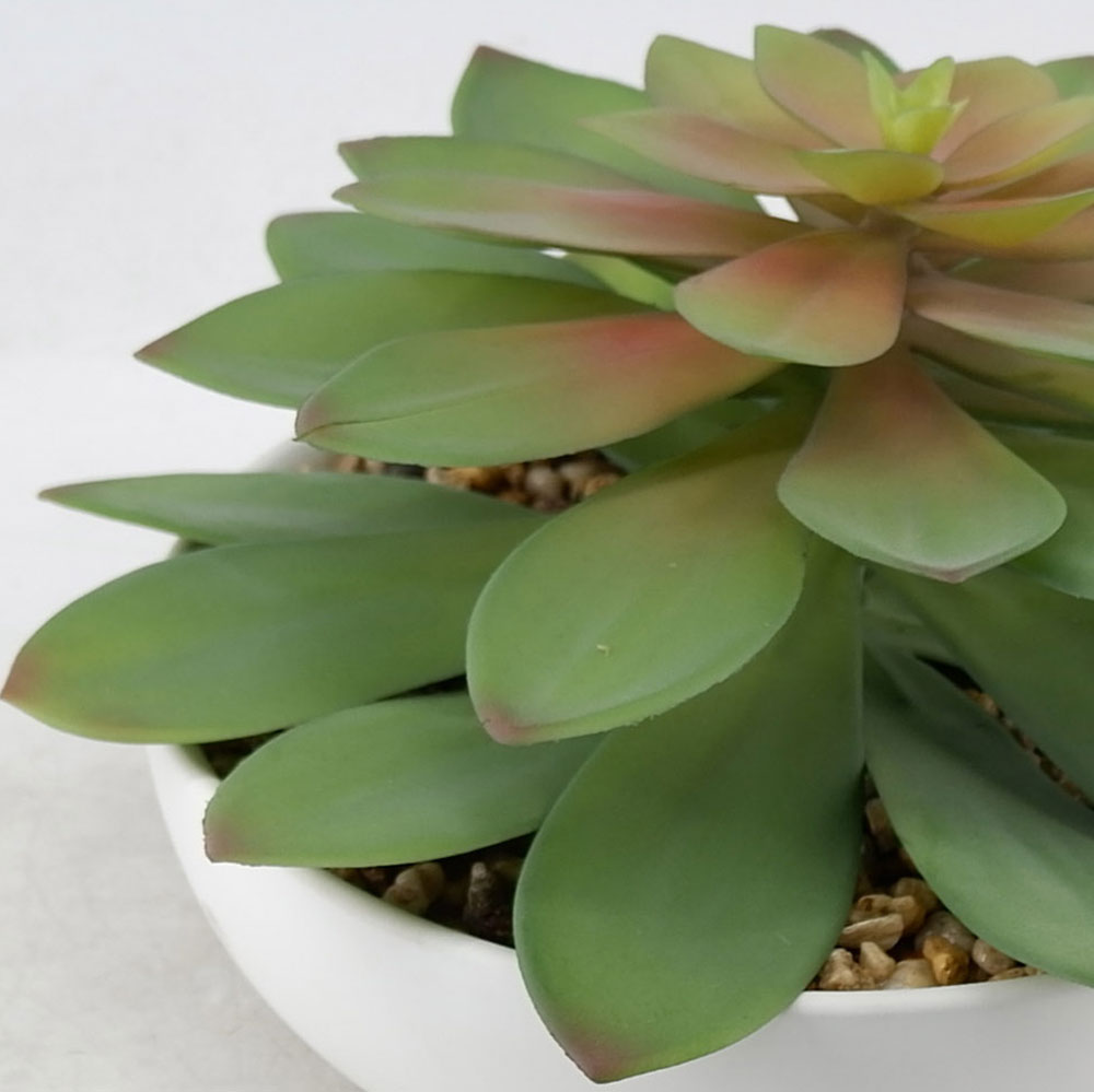 MC21-10563P 8＂H Succulent