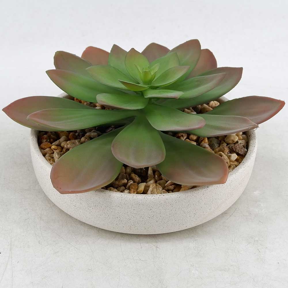 MC21-10565P 5＂H Succulent