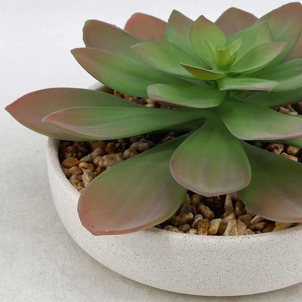 MC21-10565P 5＂H Succulent