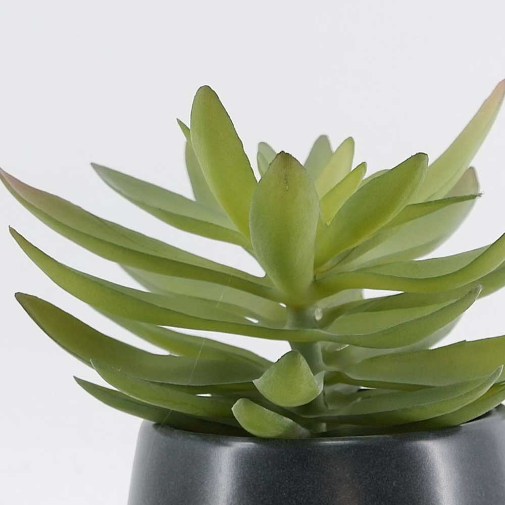 MC21-10728P 8＂H Succulent