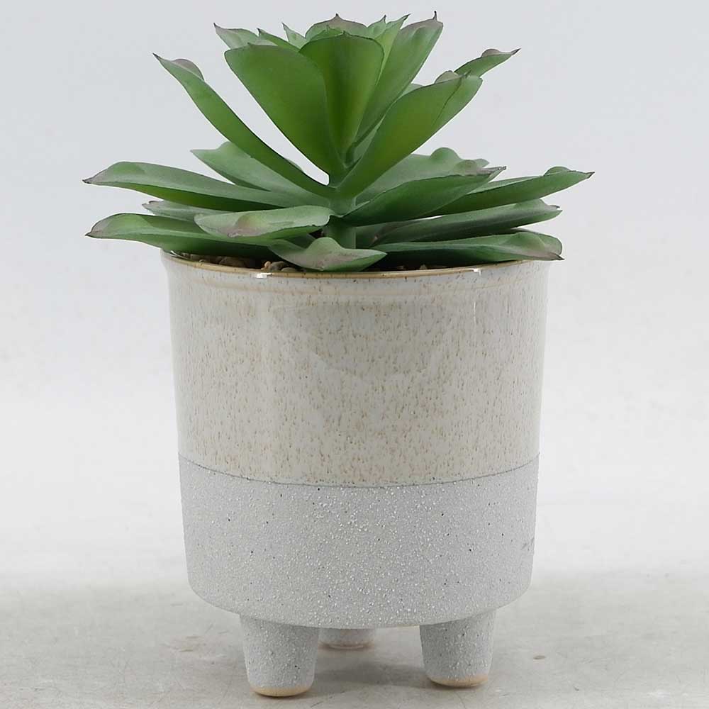 MC21-10729P 7＂H Succulent