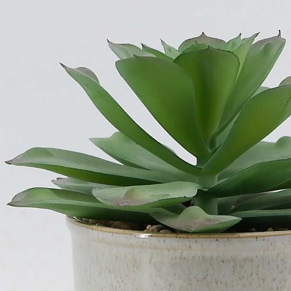 MC21-10729P 7＂H Succulent