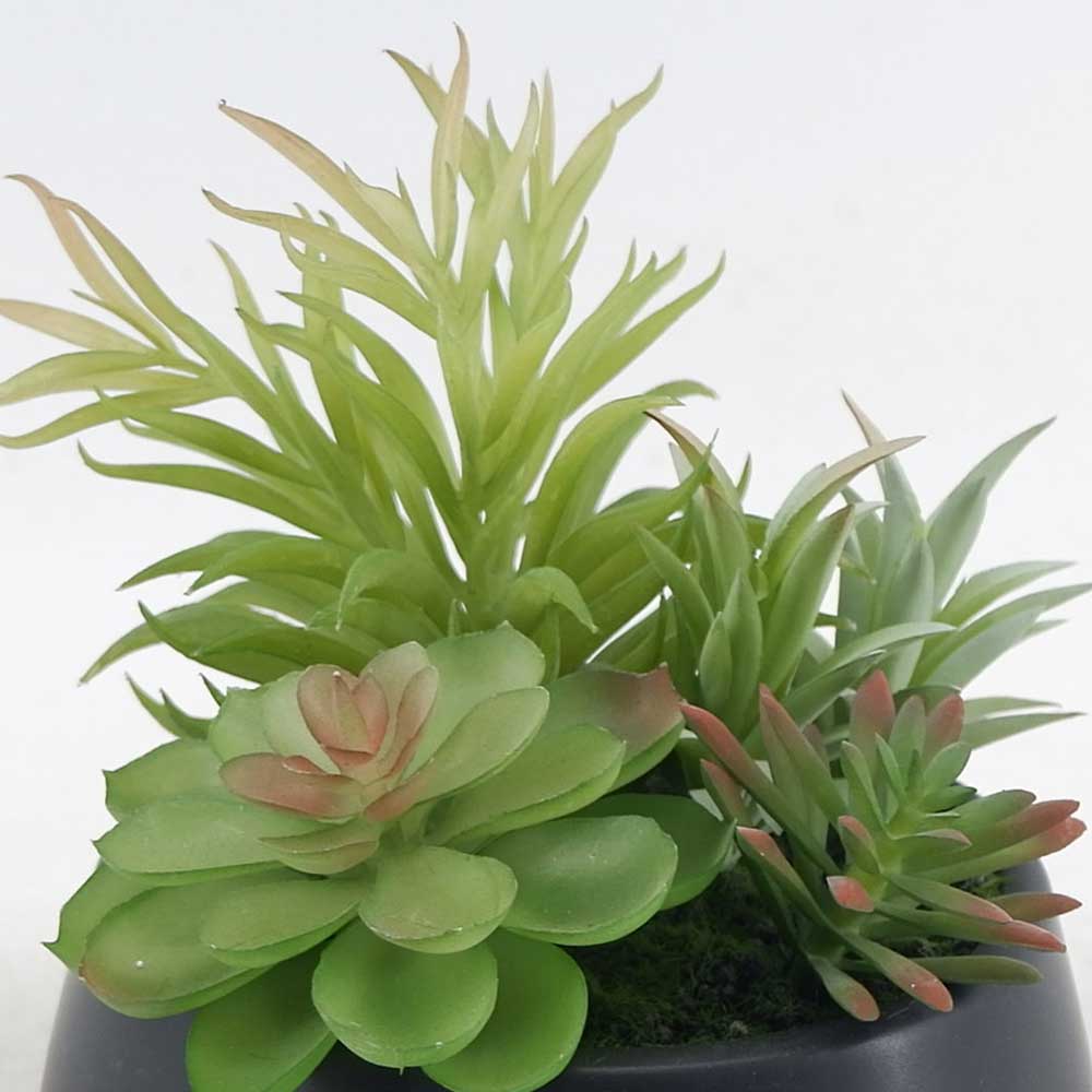 MC21-10813P 8＂H Mixed succulent