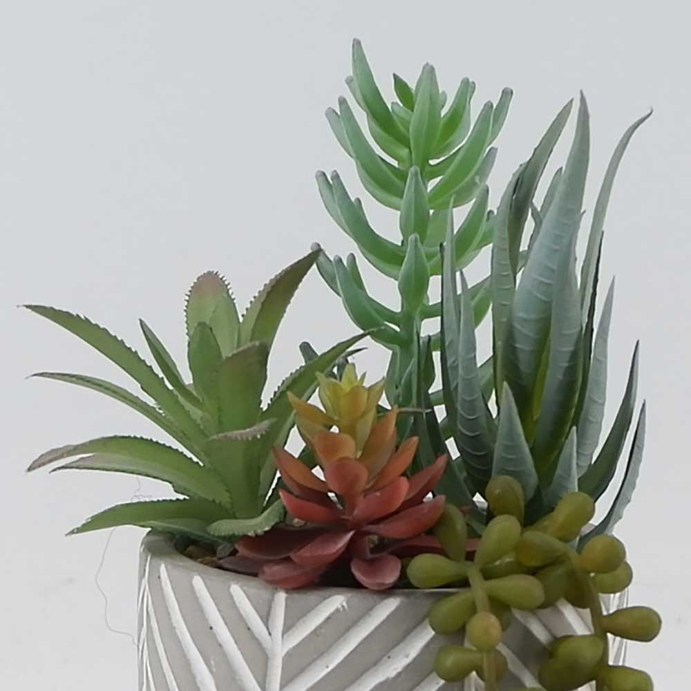 MC21-11000S 10.25＂H Mixed succulent