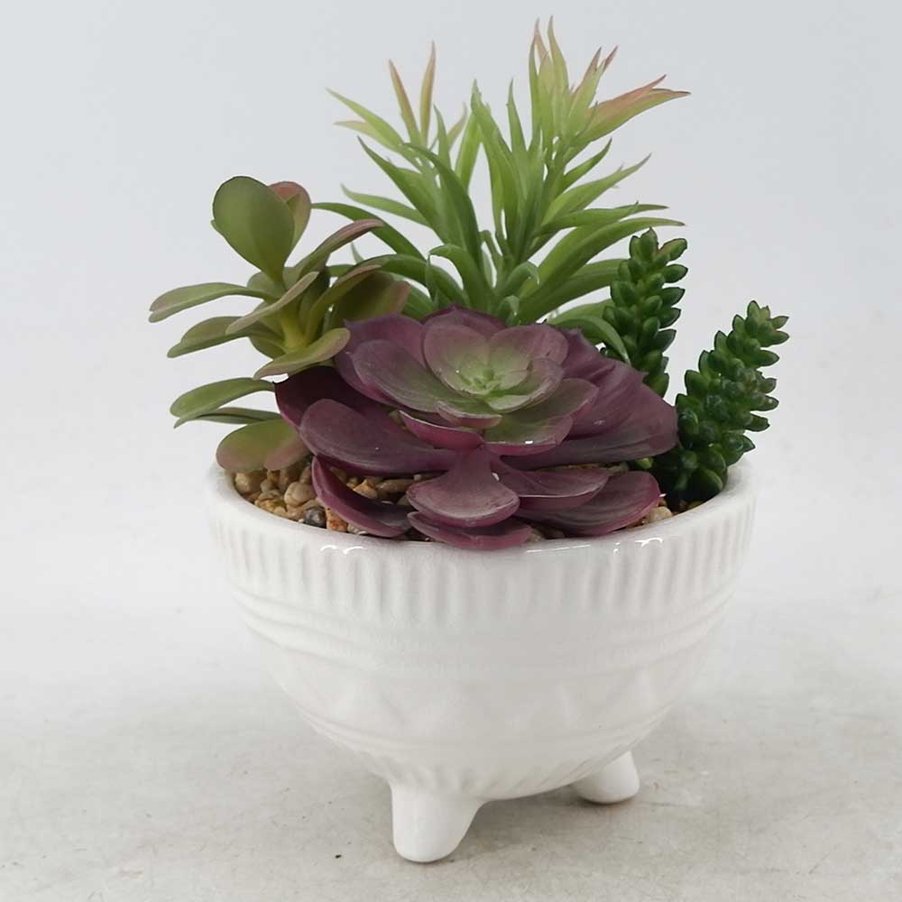 MC21-11005P 8.5＂H Succulent