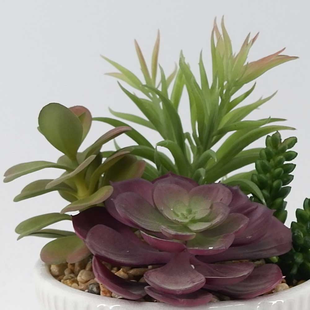 MC21-11005P 8.5＂H Succulent