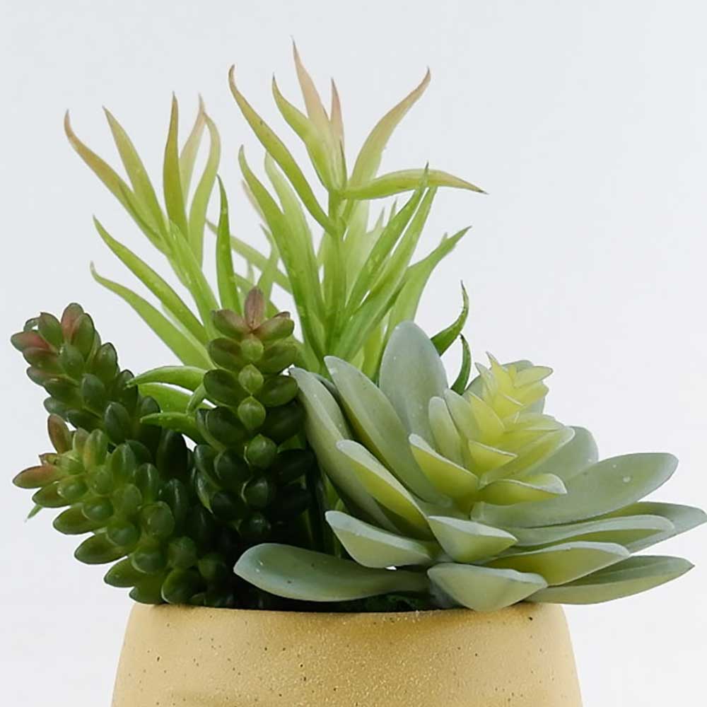 MC22-12024P 9＂H Succulent