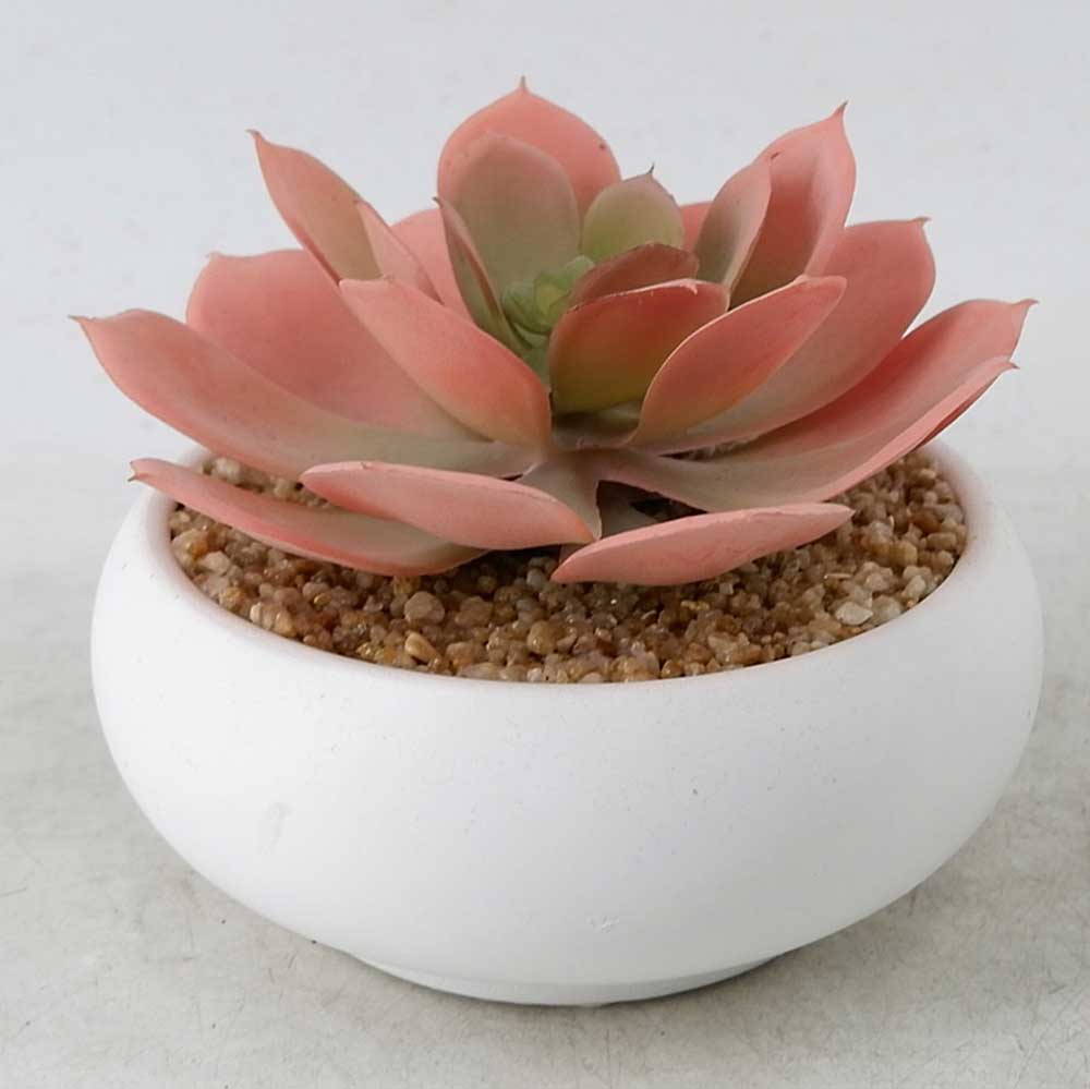 MC21-11573P 5＂H Succulent