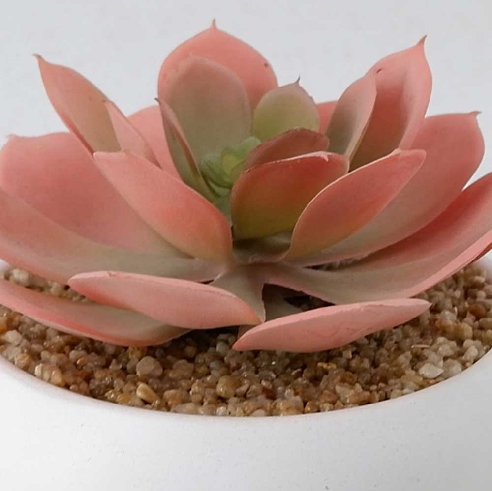 MC21-11573P 5＂H Succulent