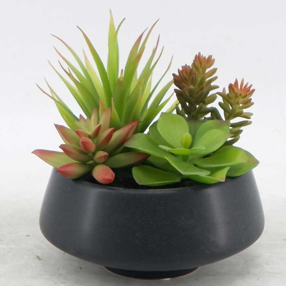 MC21-11042P 7＂H Succulent