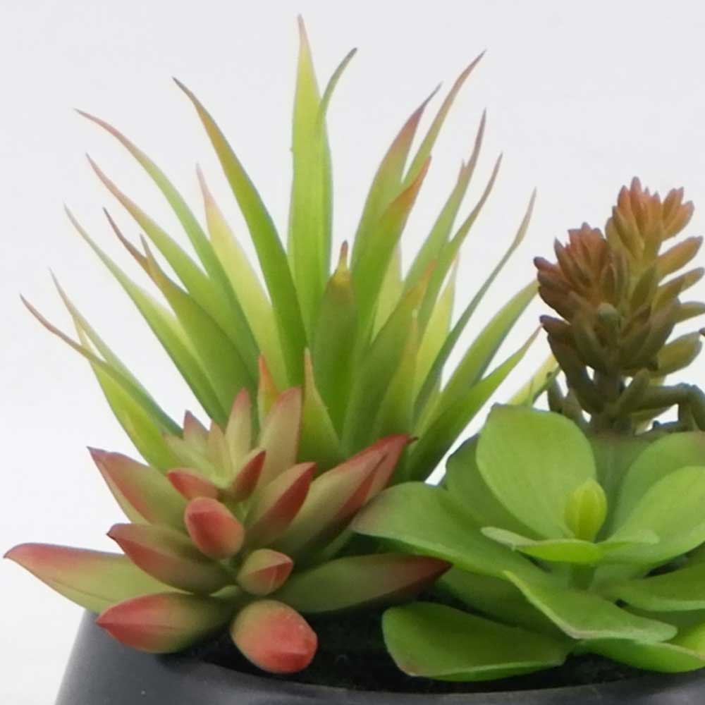 MC21-11042P 7＂H Succulent