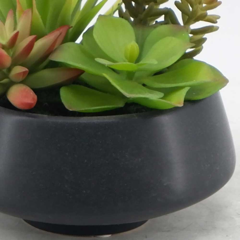 MC21-11042P 7＂H Succulent