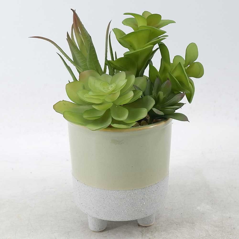 MC21-11309P 8.5＂H Succulent