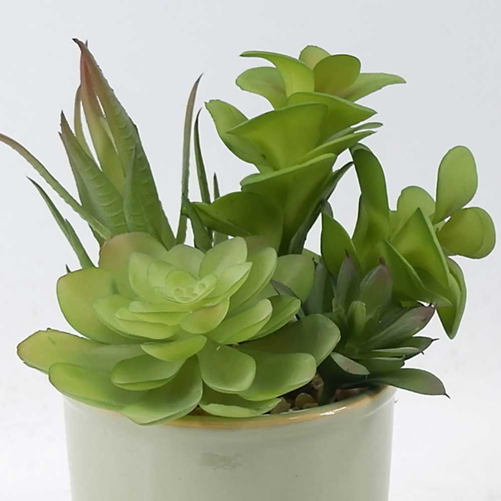 MC21-11309P 8.5＂H Succulent