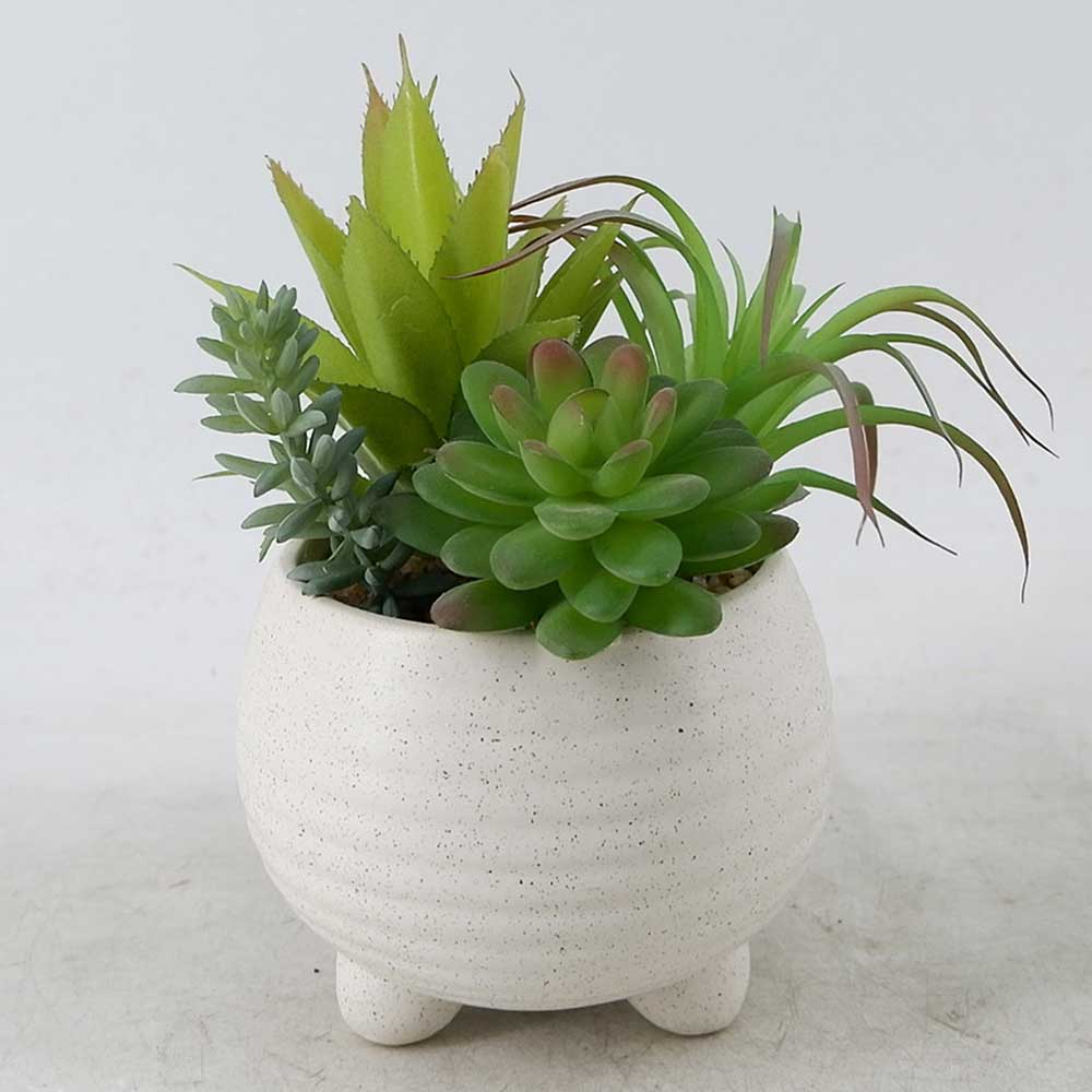 MC21-11557P 8＂H Succulent