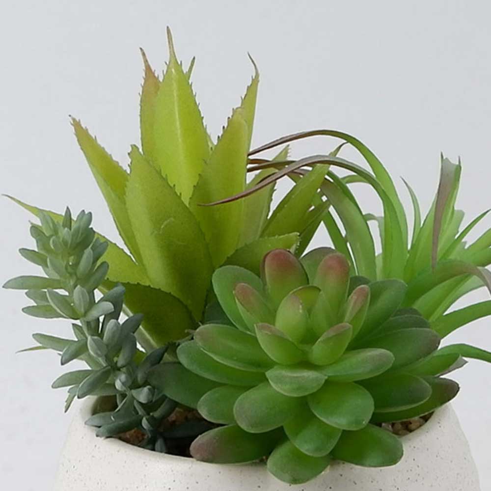 MC21-11557P 8＂H Succulent