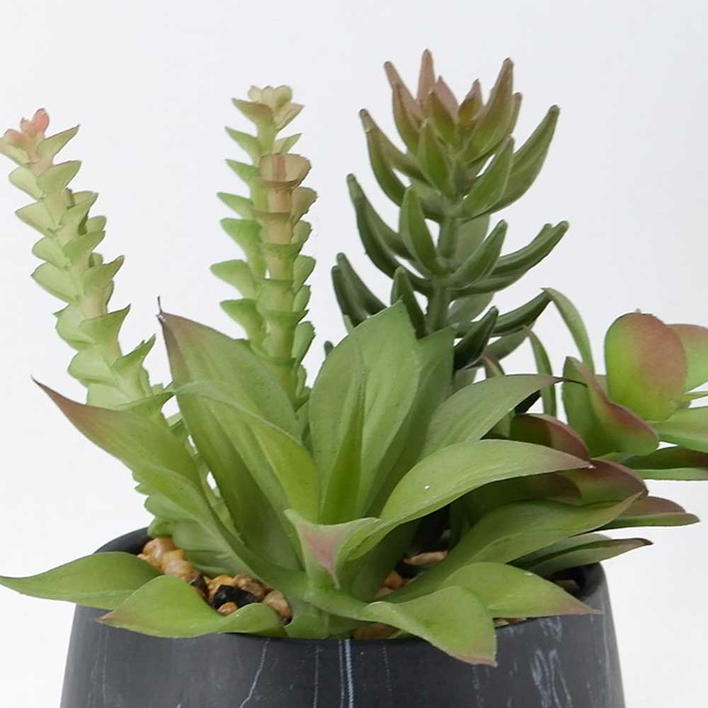 MC21-11627P 8＂H Succulent