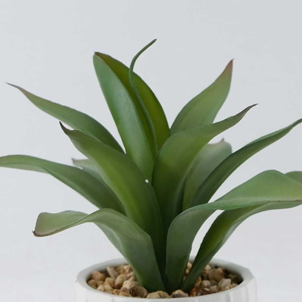 MC22-12246P 9.5＂H Aloes