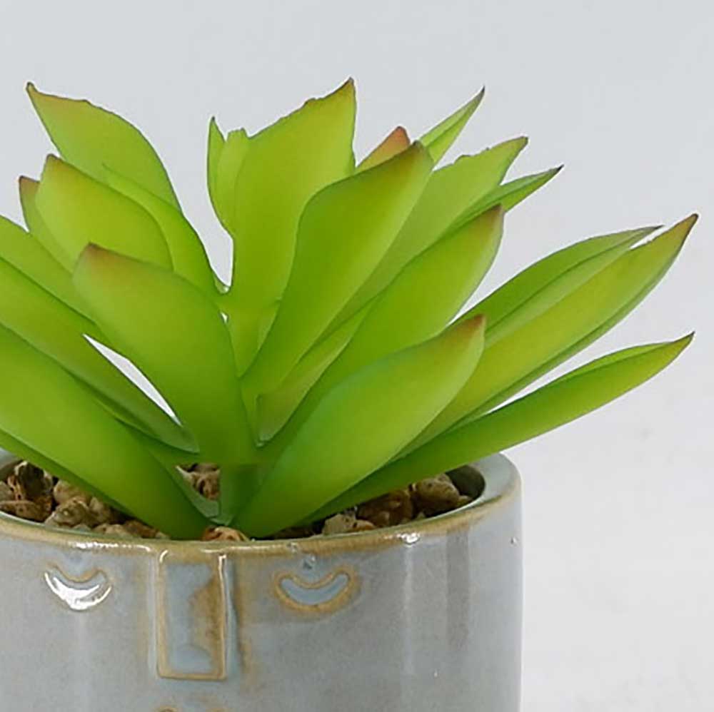 MC22-12280P 6＂H Succulent