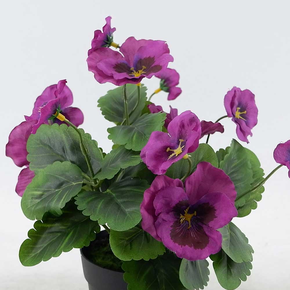 MC20-9262J Pansy