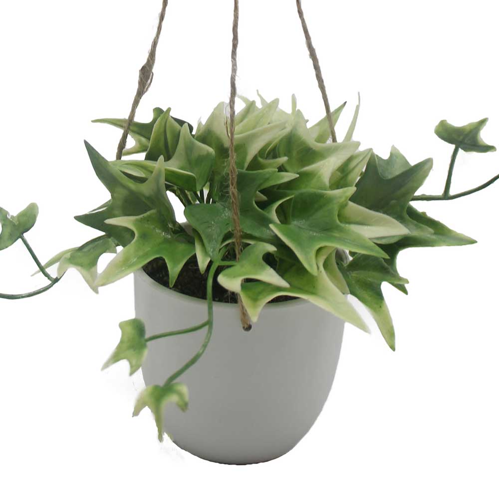 MC3055 Hanging Potted Grass