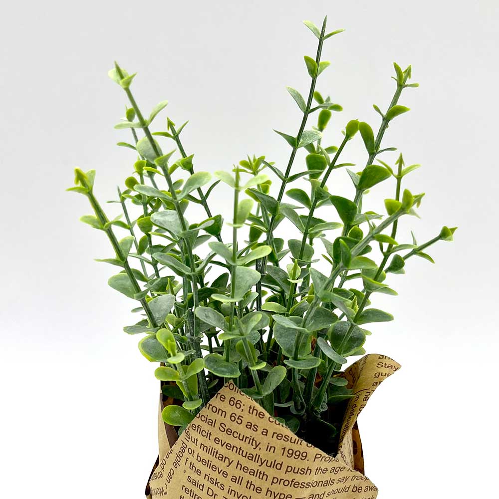 MC3896 Paper Potted Grass