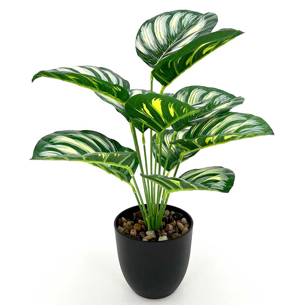 MC2503-R Caladium PE potted