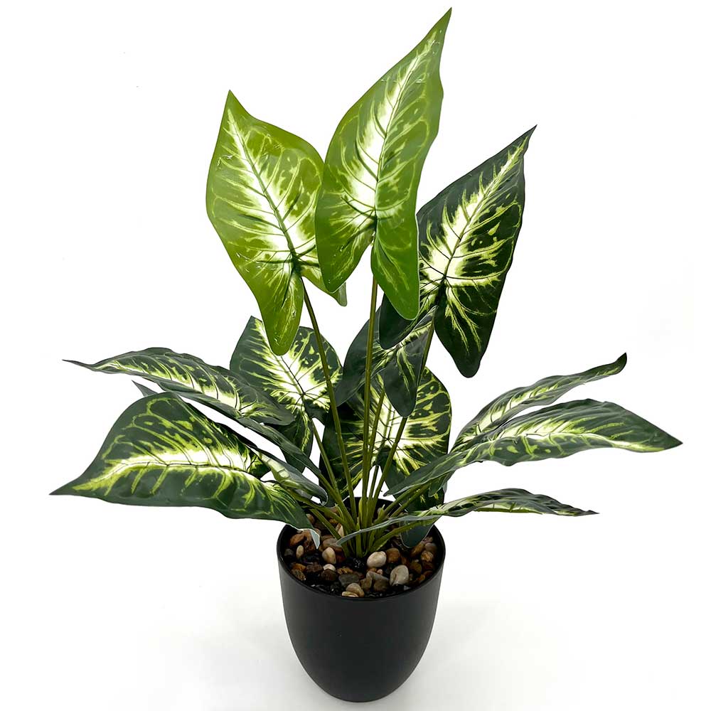 MC2673-R Caladium PE Potted