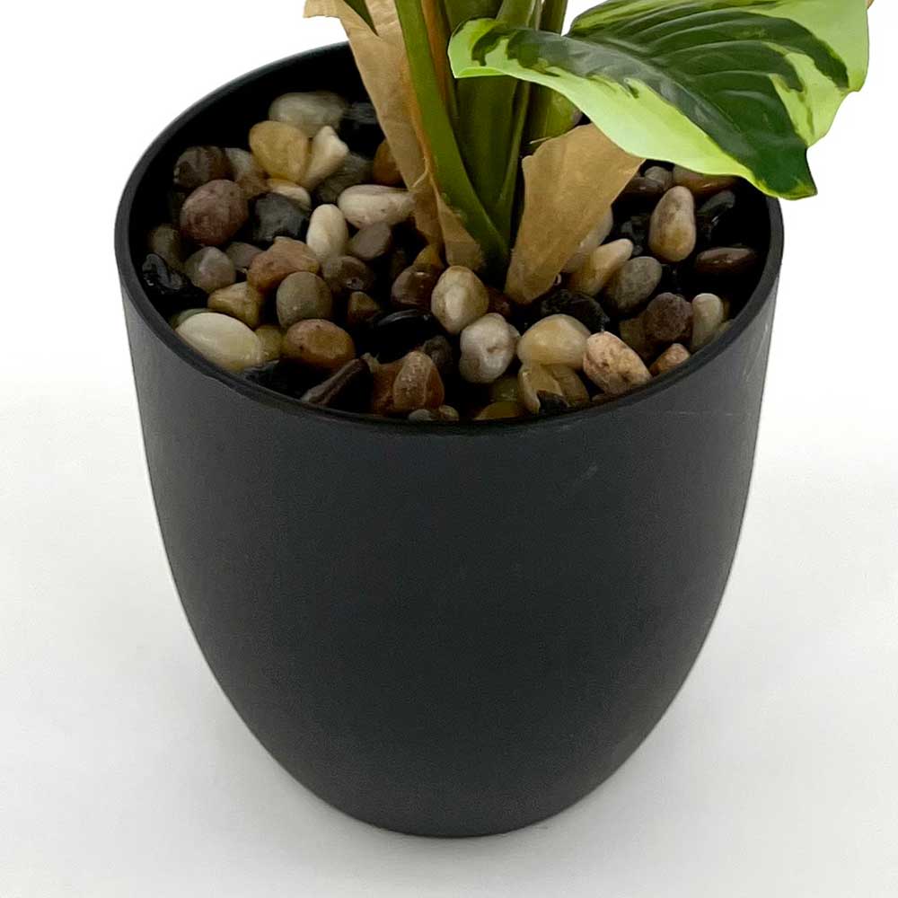 MC3467-R Caladium PE Potted