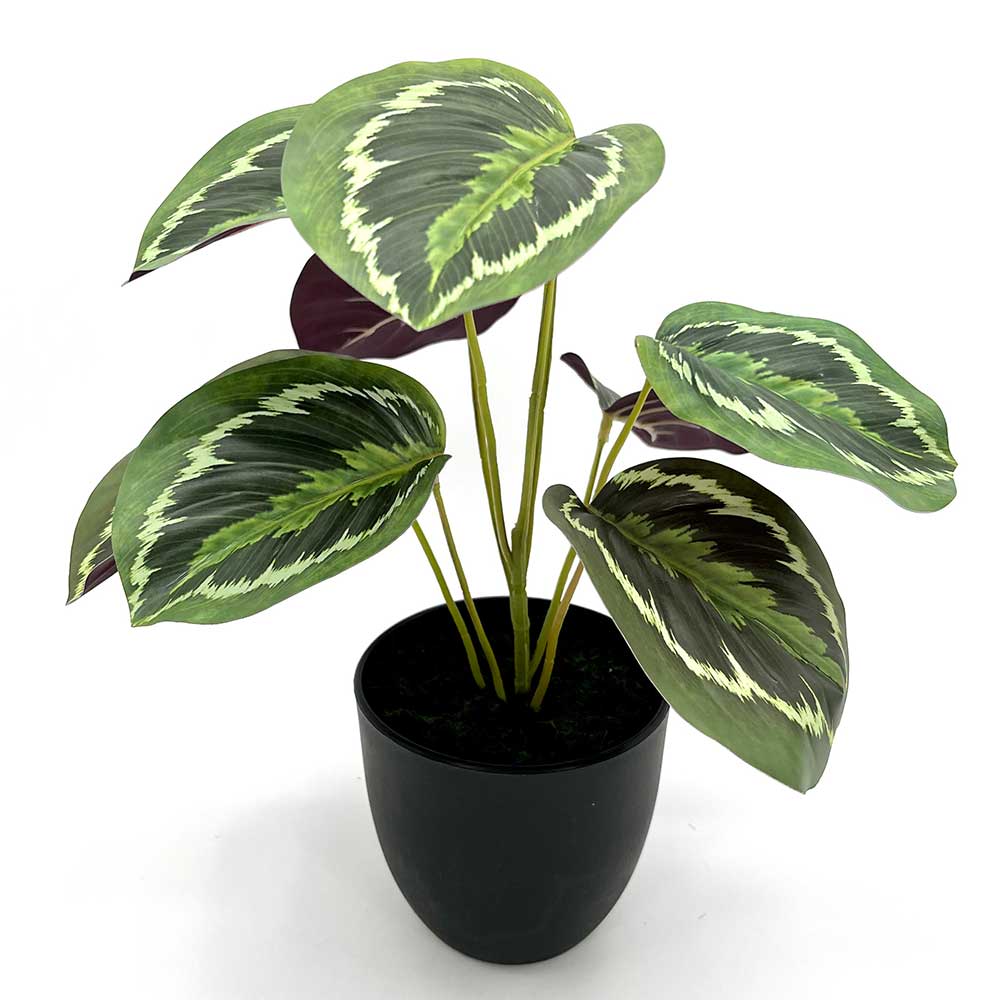 MC22-12530J Caladium PE Potted