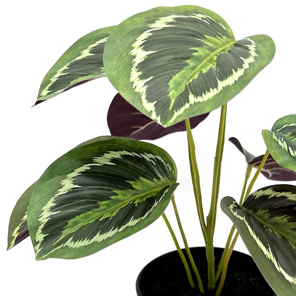 MC22-12530J Caladium PE Potted