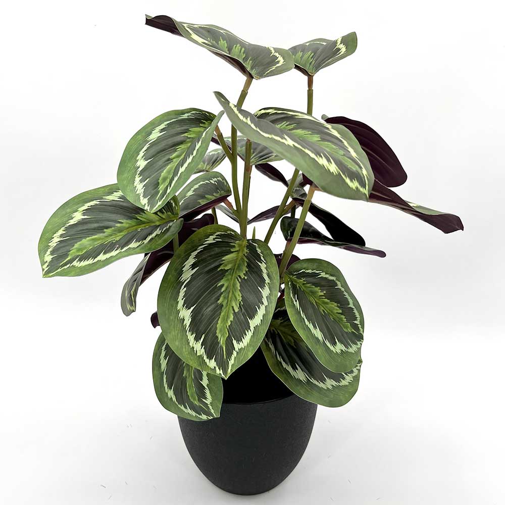 MC22-12529J Caladium PE Potted