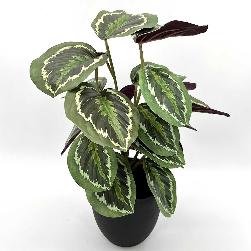 MC22-12529J Caladium PE Potted