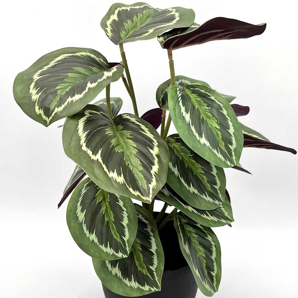 MC22-12529J Caladium PE Potted