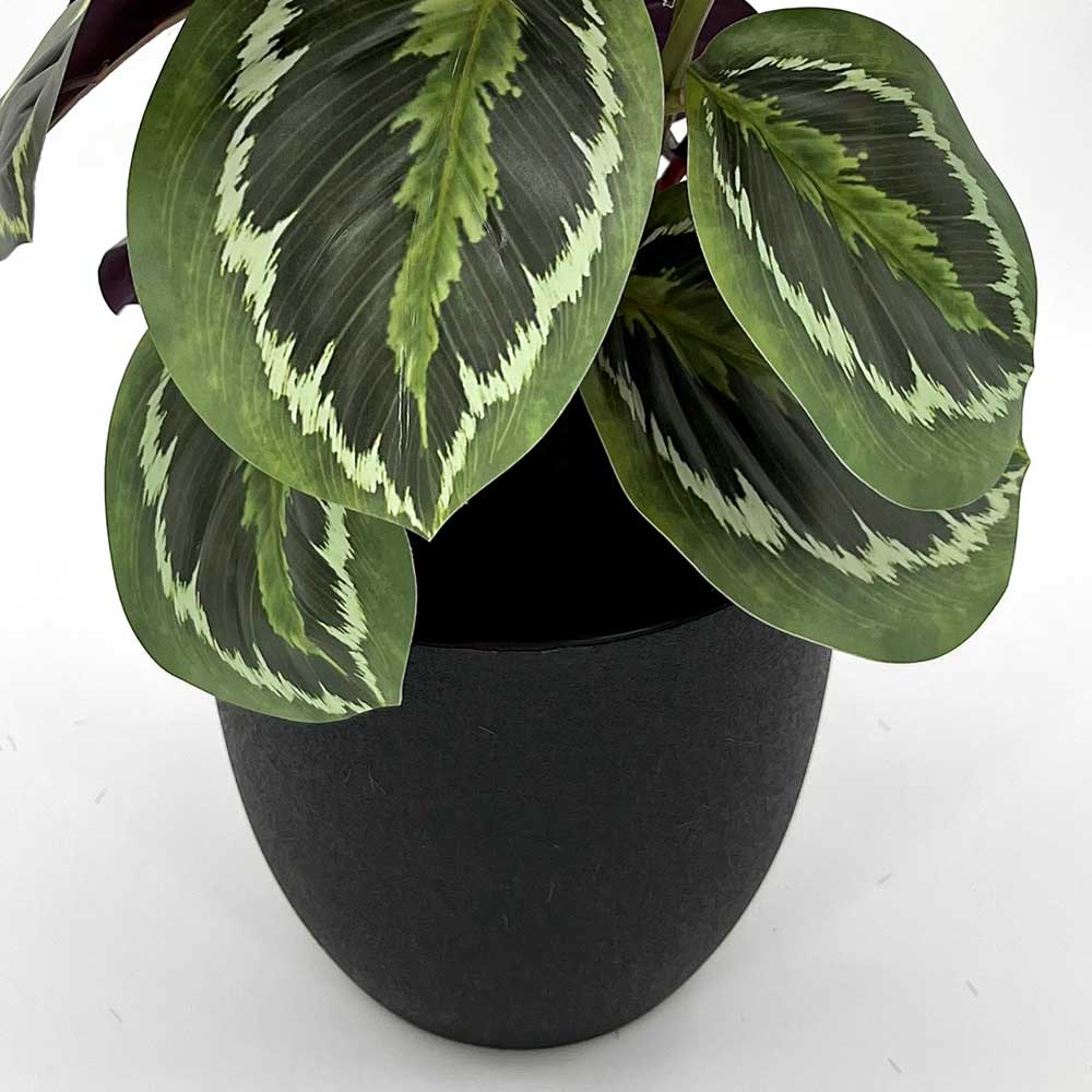 MC22-12529J Caladium PE Potted