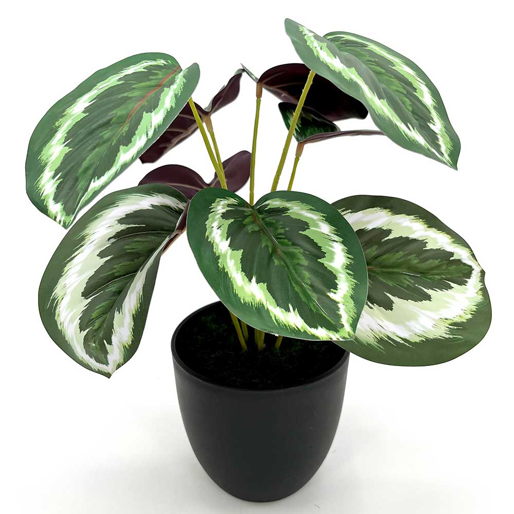 MC22-12528J Caladium PE Potted