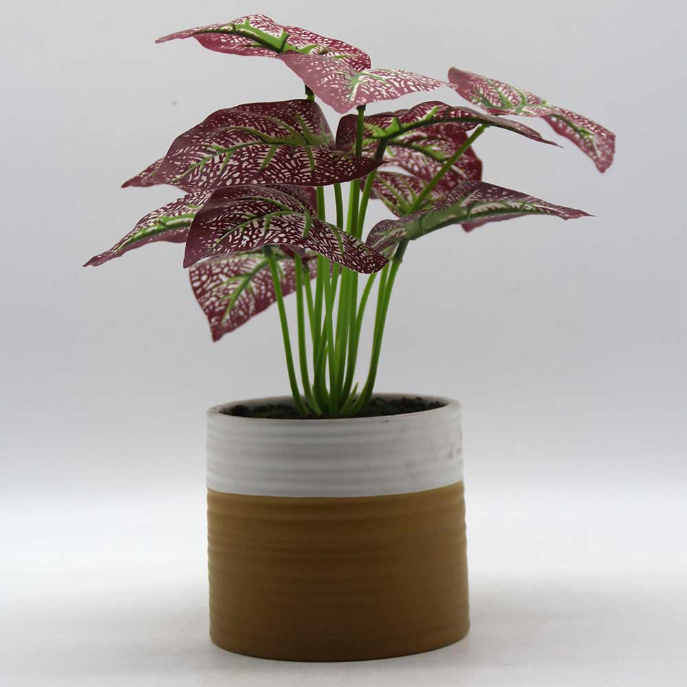 MC0211 Caladium Potted