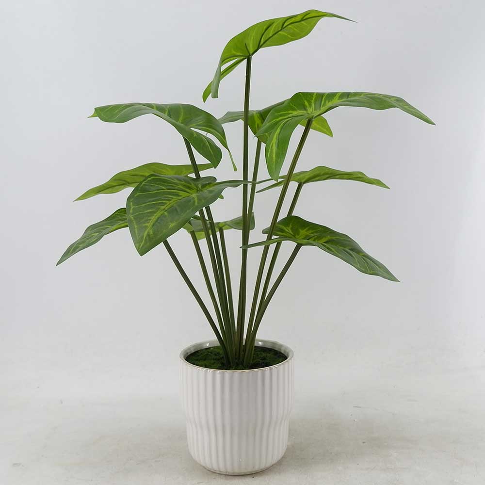 MC21-11004P 20.5＂H Taro leaves